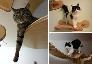 Illustration for article titled This wall furniture is the coolest thing your cat will see all day
